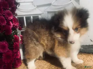 Shetland Sheepdog dogs AKC Seamus - Ad 22