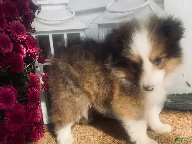 Shetland Sheepdog dogs for sale: AKC Seamus - Ad 20