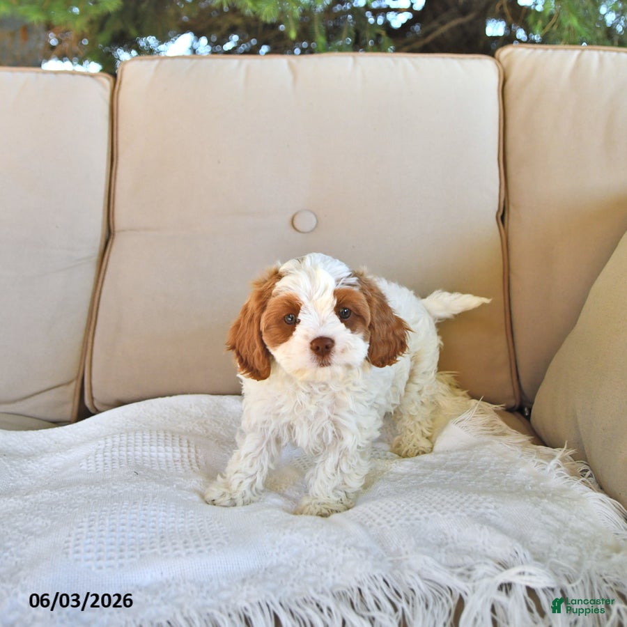 Cavapoo dogs Tilly - Ad 2