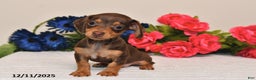 Miniature Dachshund dogs for sale: Sasha - Ad 4