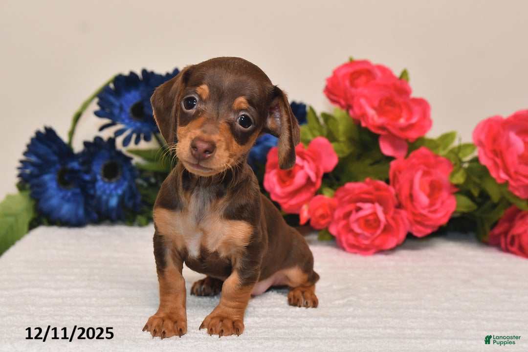 Miniature Dachshund dogs for sale: Sasha - Ad 4