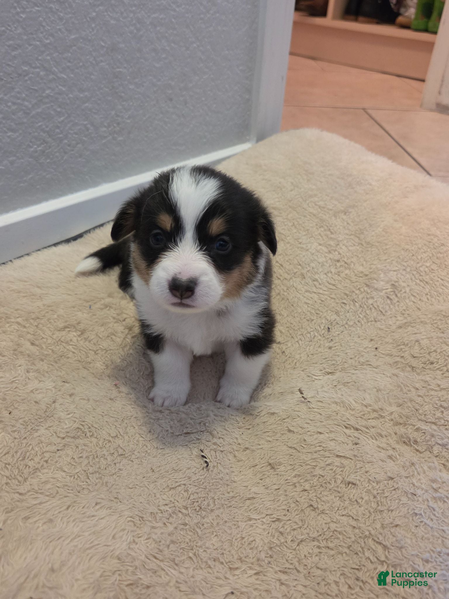 Mixed Breed dogs for sale: Dark Green - Ad 3
