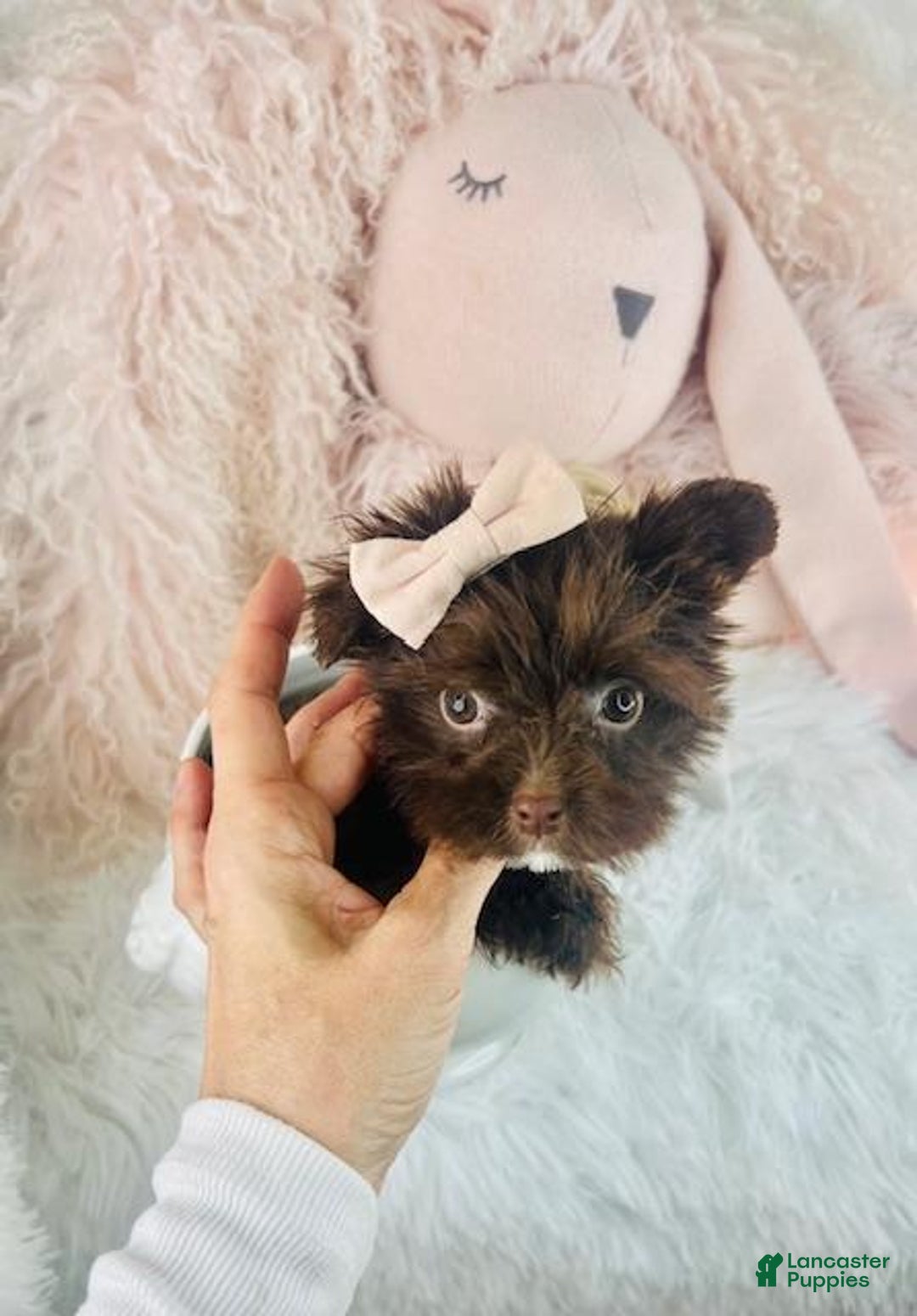 Yochon dogs for sale: Yochon Puppy 2 - Ad 2