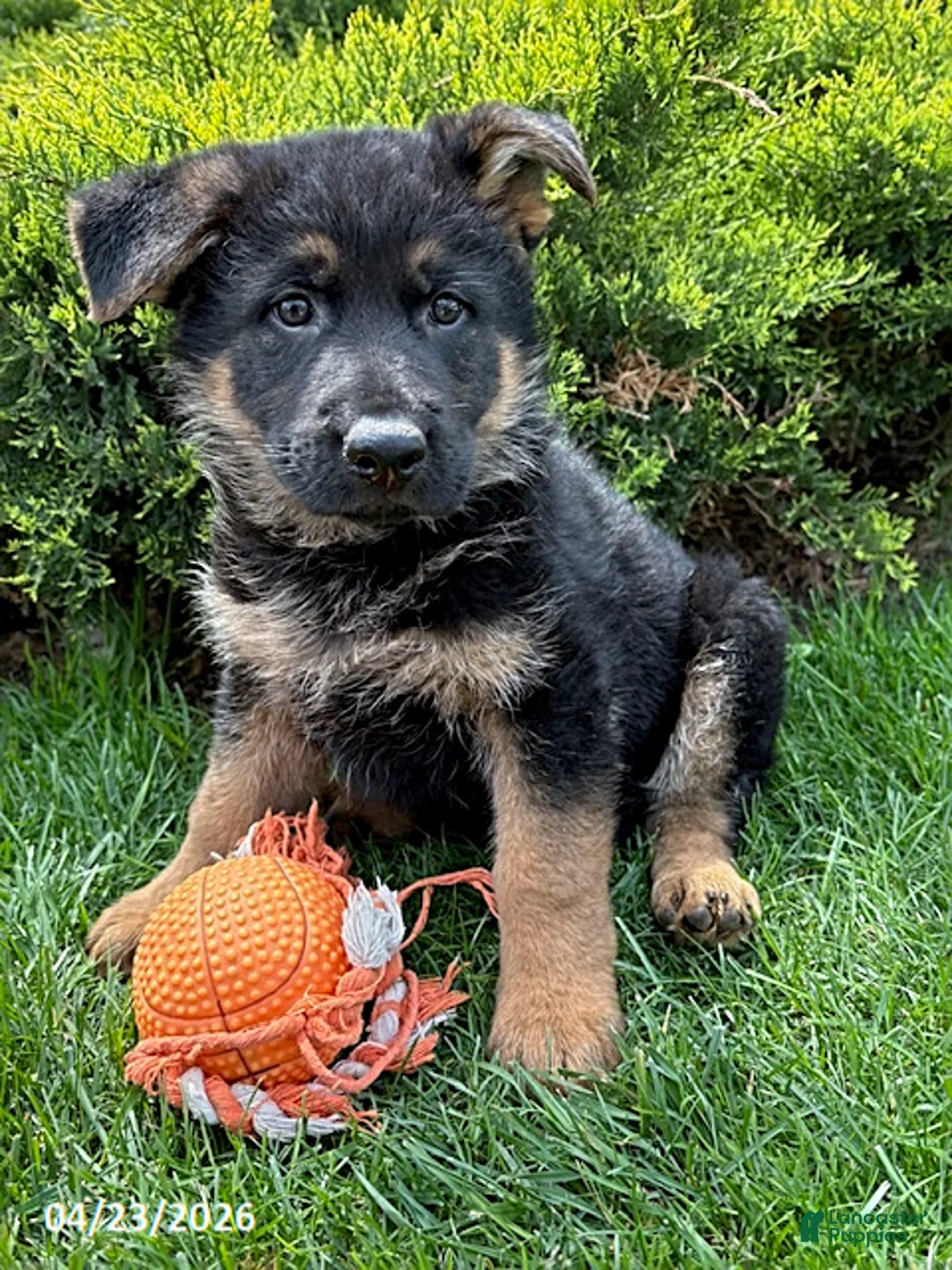 German Shepherd dogs for sale: Stetson - Ad 1