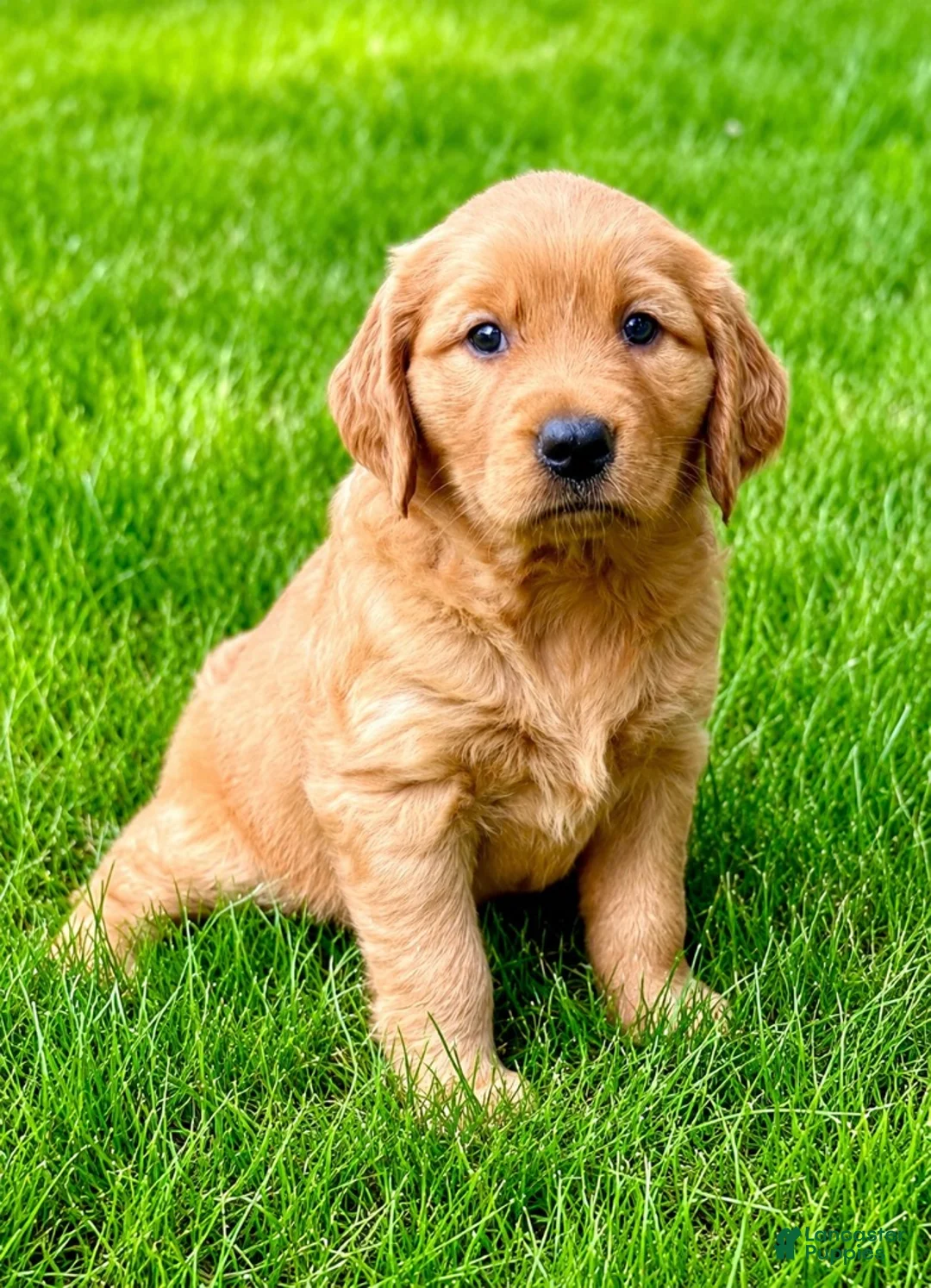 Golden Retriever dogs for sale: female golden retriever puppy - Ad 1