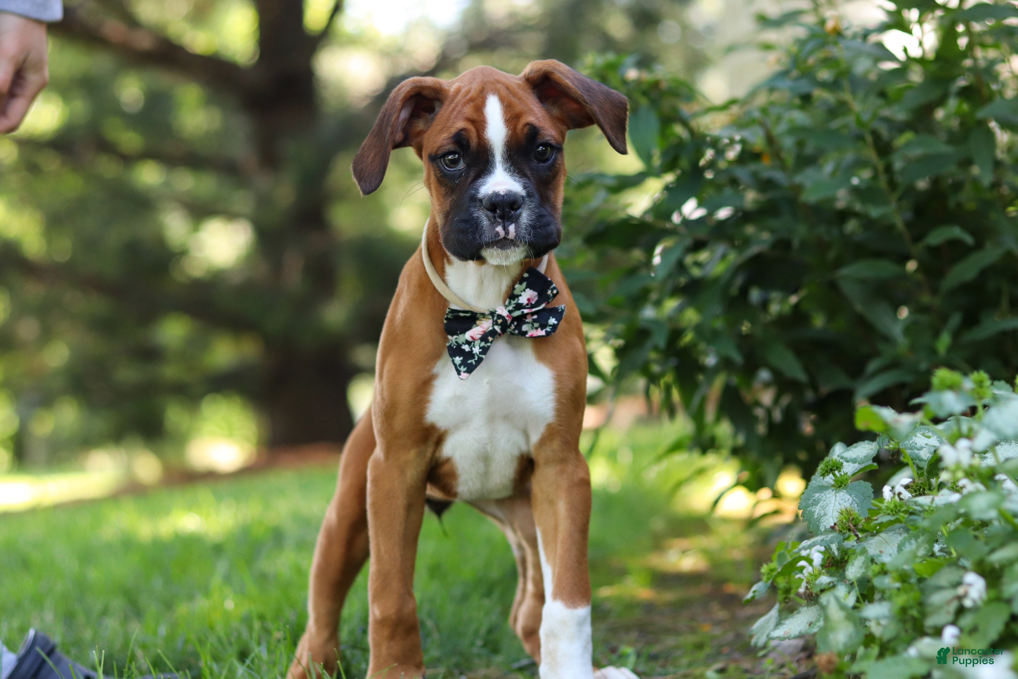 Boxer dogs Annie - Ad 2