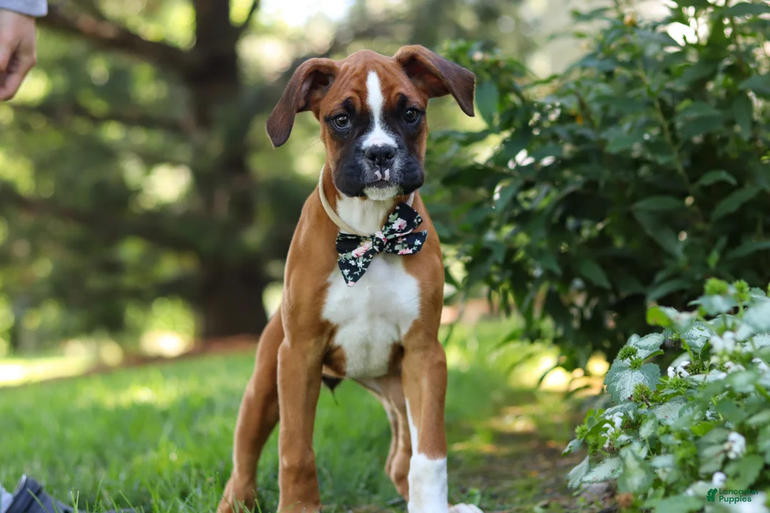 Boxer dogs for sale: Annie - Ad 2