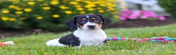 Miniature Dachshund dogs for sale: Hunter - Ad 4