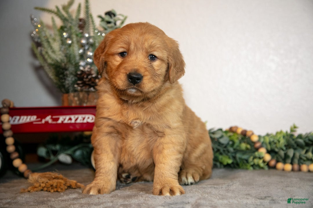 Golden Retriever dogs for sale: Faye - Ad 1