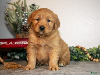 Golden Retriever dogs Faye - Ad 25