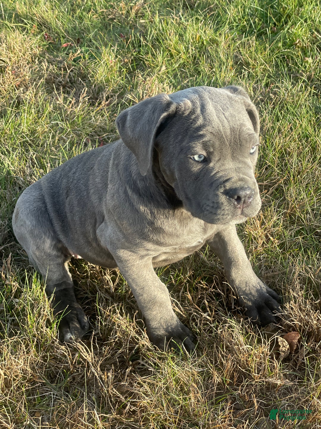 Cane Corso dogs for sale: Rosy Cane Corso Puppy 4  - Ad 3