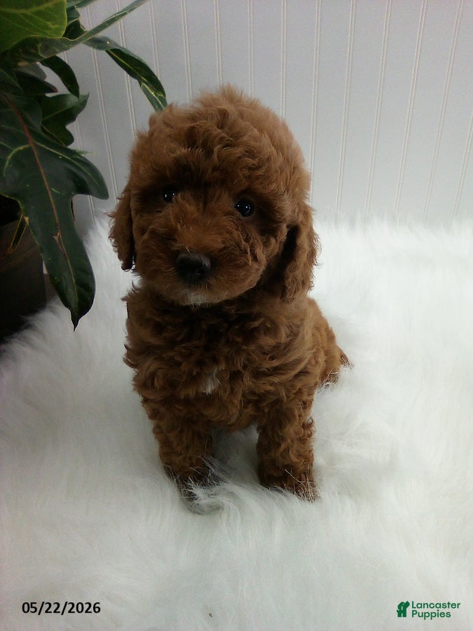 Miniature Poodle dogs Sherry - Ad 2