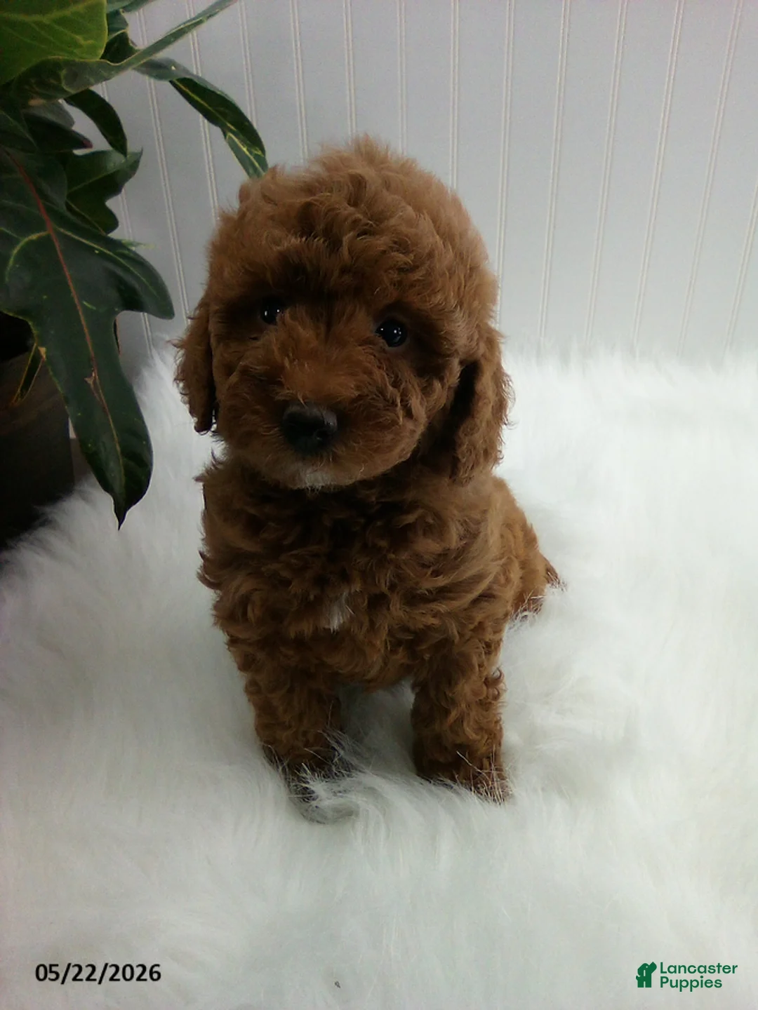Miniature Poodle dogs for sale: Sherry - Ad 2