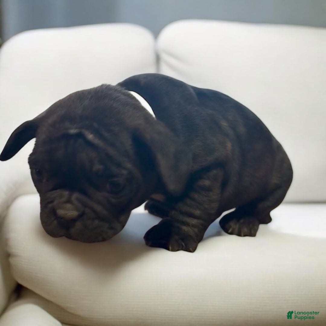 French Bulldog dogs for sale: Barney - Ad 2