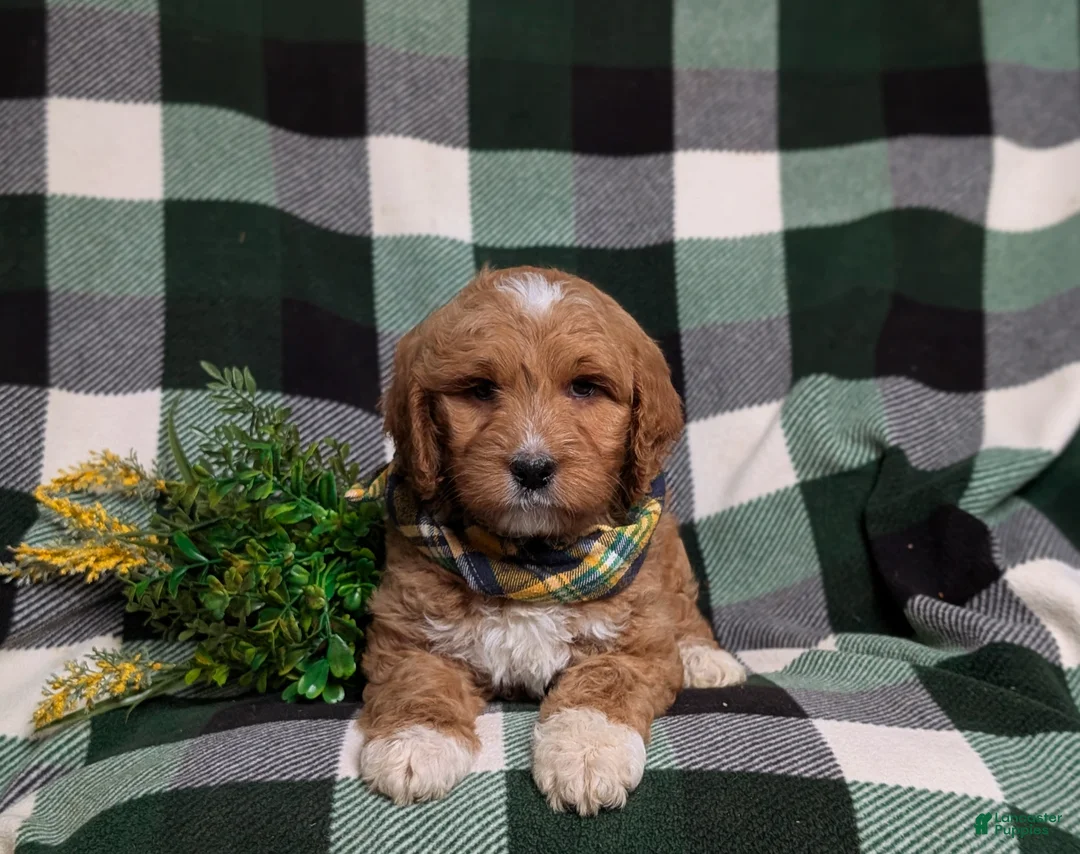 Goldendoodle dogs for sale: Finn Hypoallergenic - Ad 5
