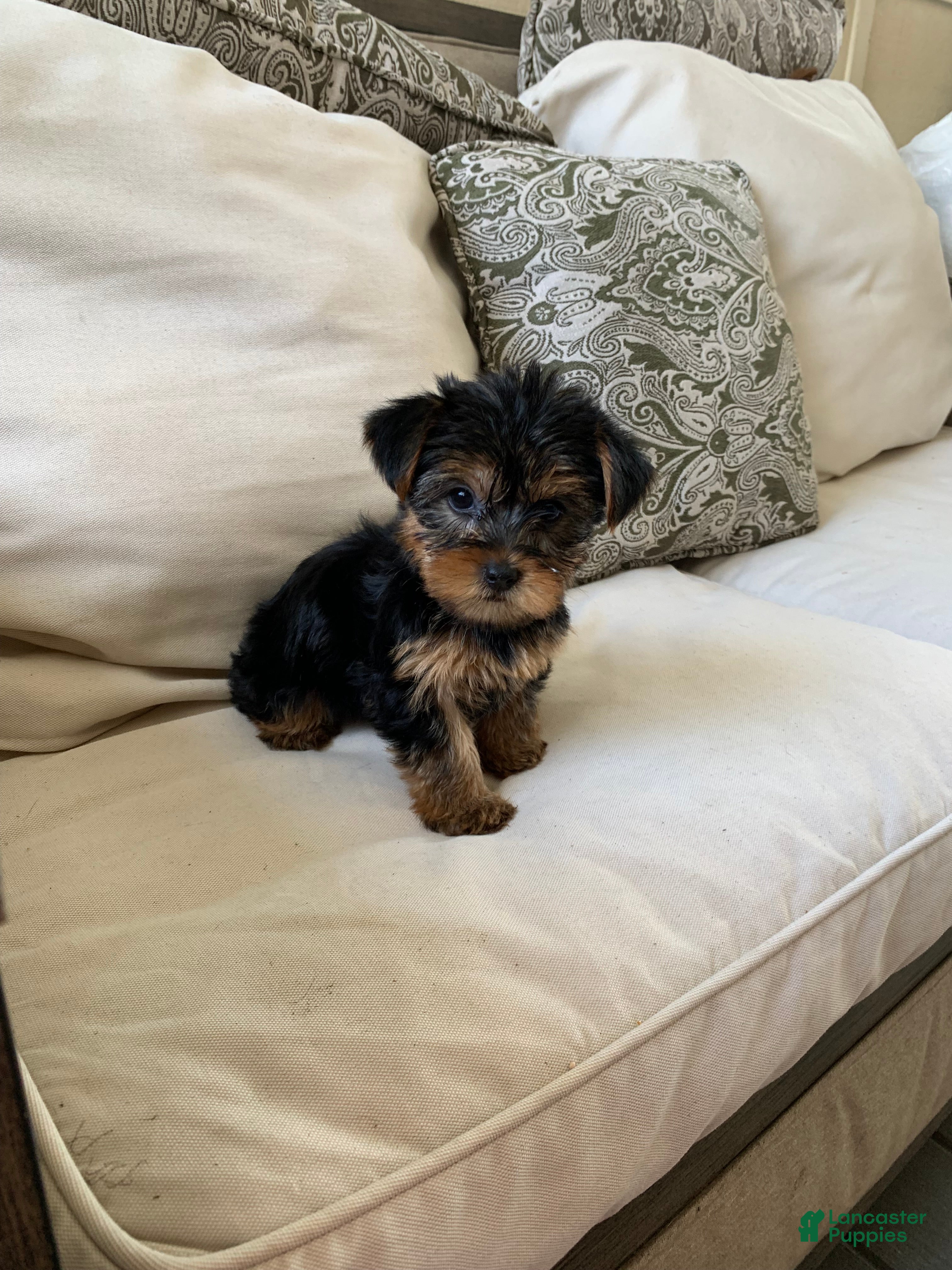 Yorkshire Terrier dogs Zara - Ad 7