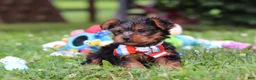 Yorkshire Terrier dogs for sale: Lola - Ad 12