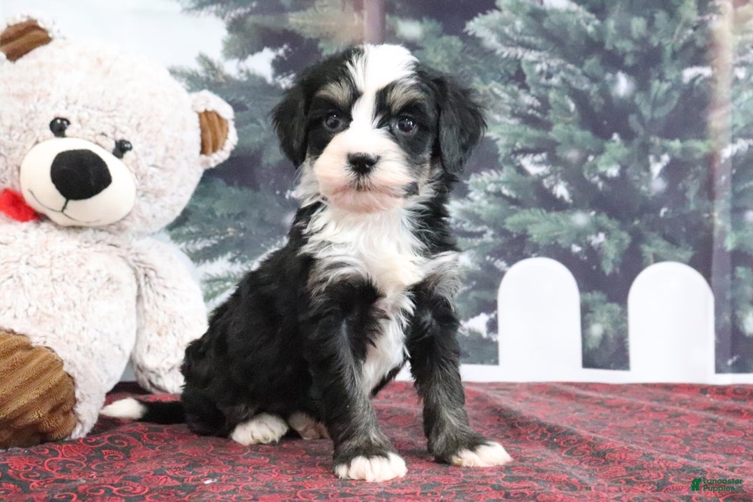 Mini Bernedoodle dogs for sale: Trisha - Ad 2