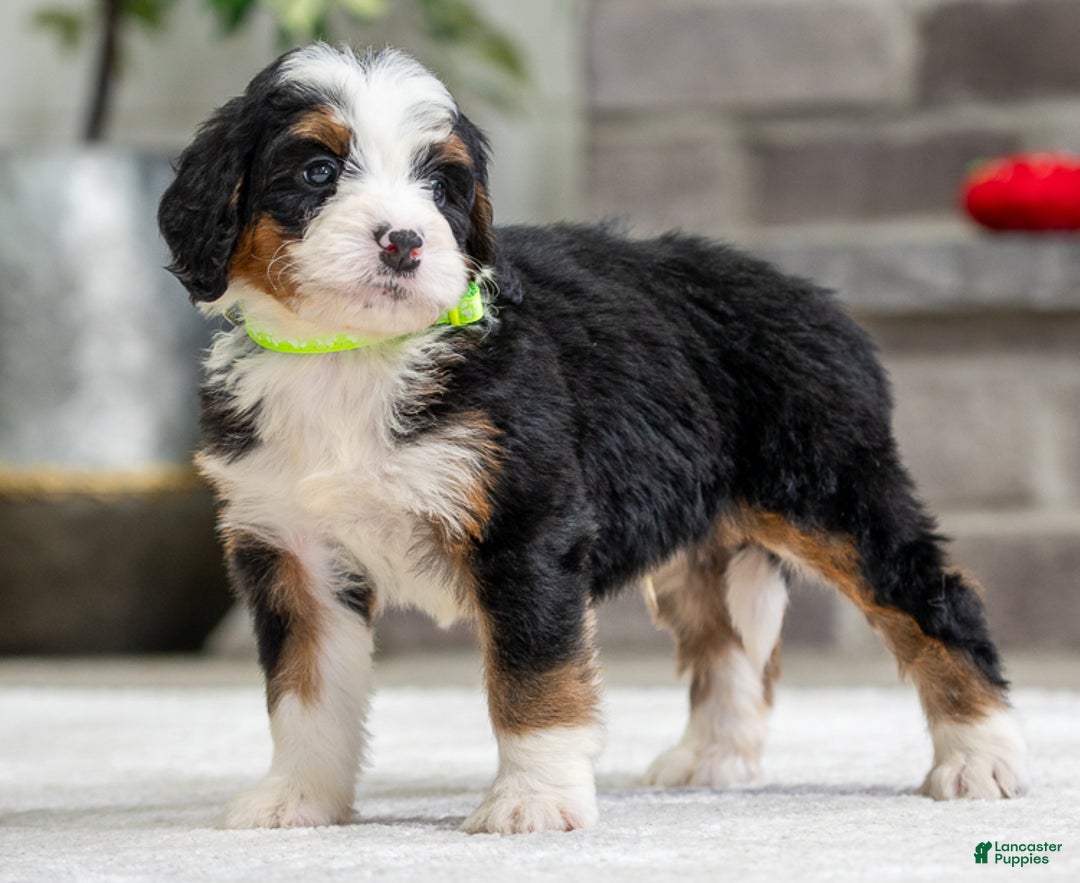Mini Bernedoodle dogs for sale: Shadow - Ad 3