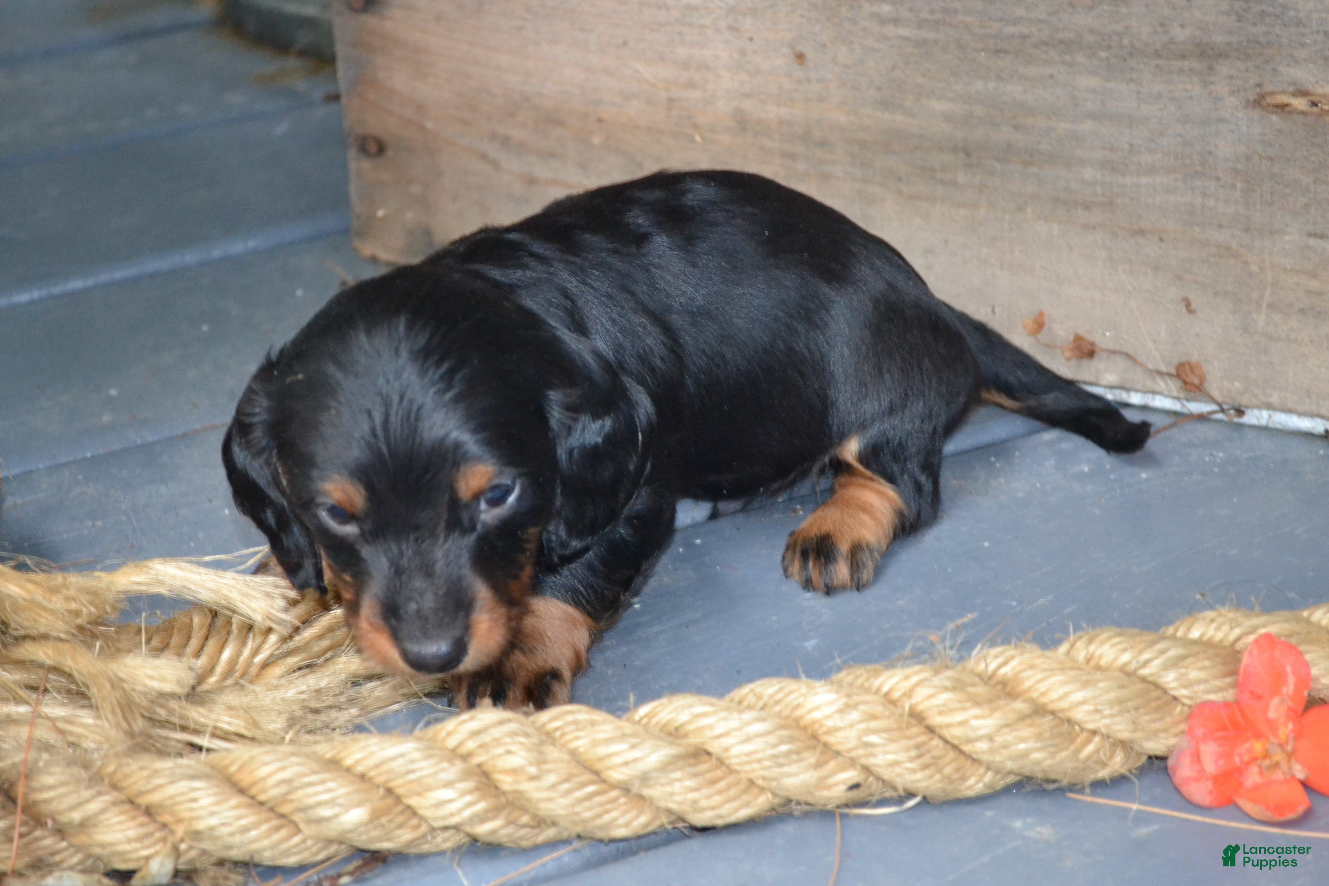 Dachshund dogs Tucker - Ad 2