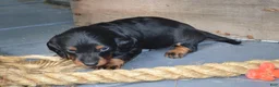 Dachshund dogs for sale: Tucker - Ad 2