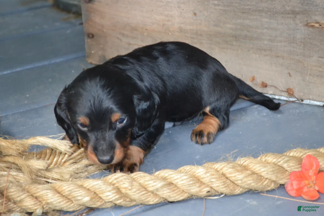 Dachshund dogs for sale: Tucker - Ad 2