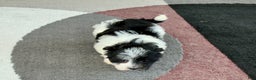 Havanese dogs for sale: Female 1 - Ad 7