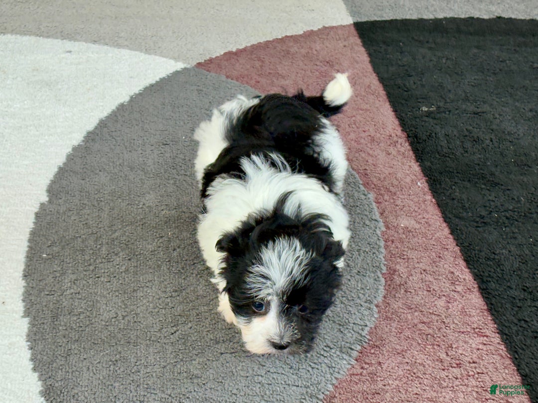 Havanese dogs for sale: Female 1 - Ad 7