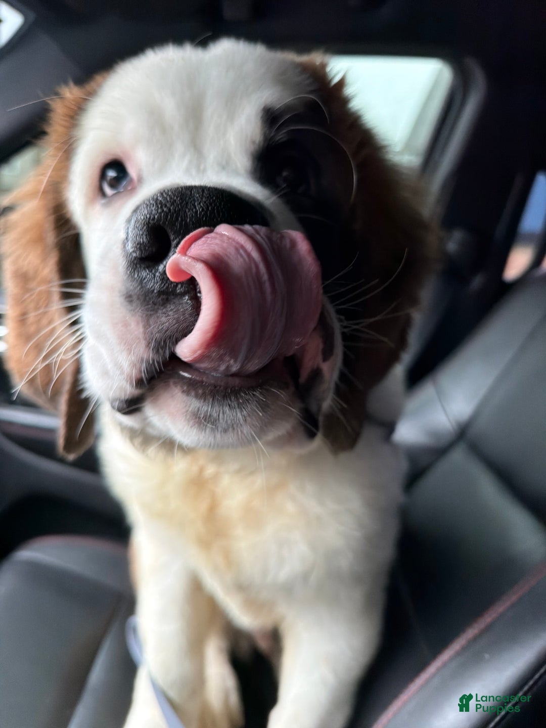 Saint Bernard dogs for sale: Travis  - Ad 2