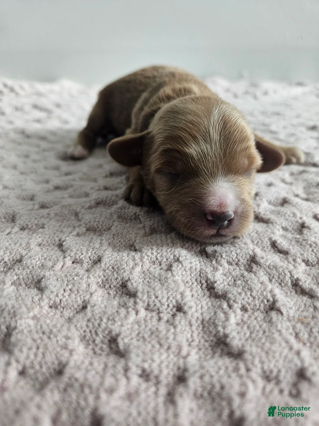 Cavapoo dogs for sale: Chase - Ad 2