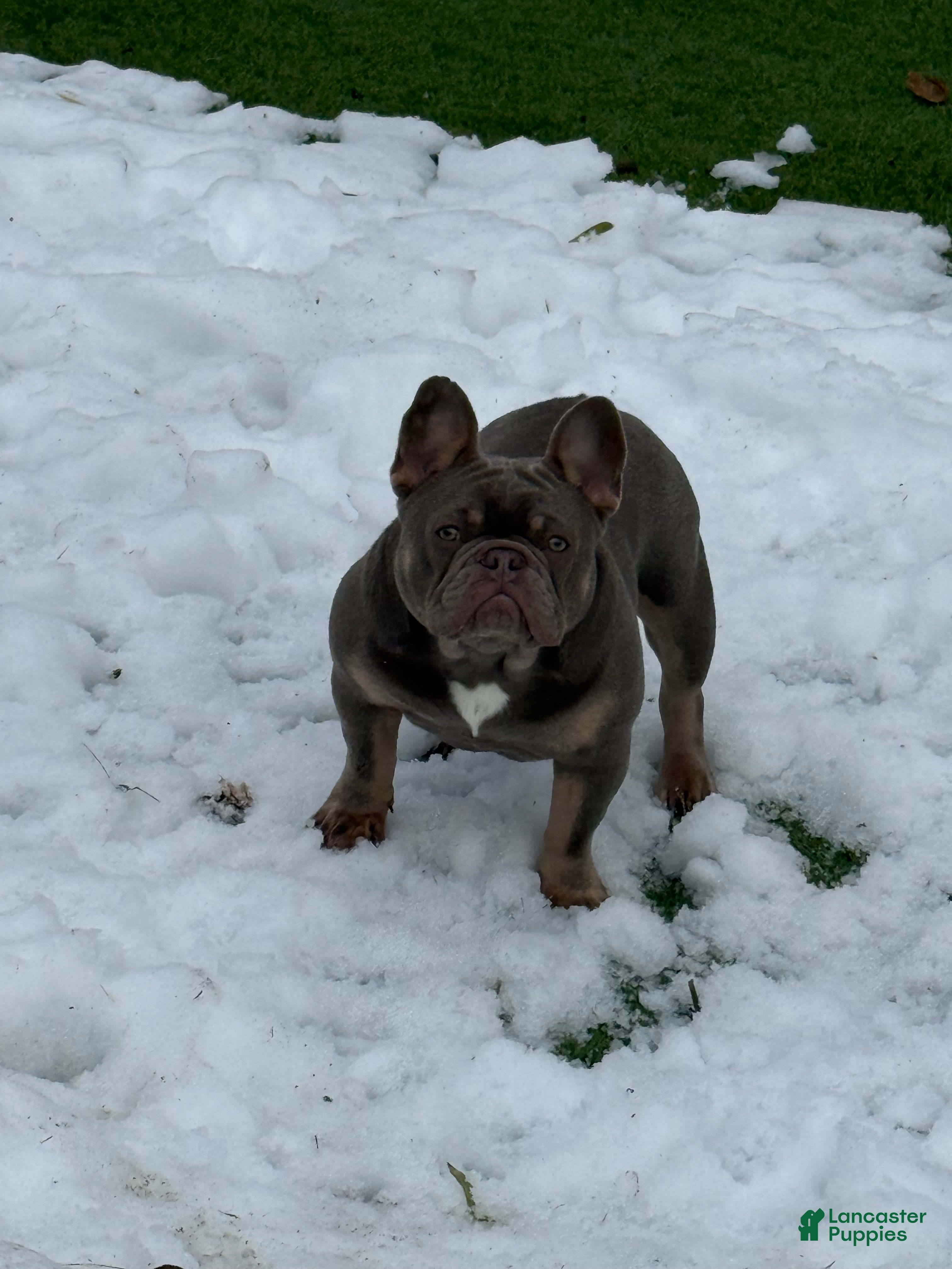 French Bulldog dogs Bone Crusher - Ad 2