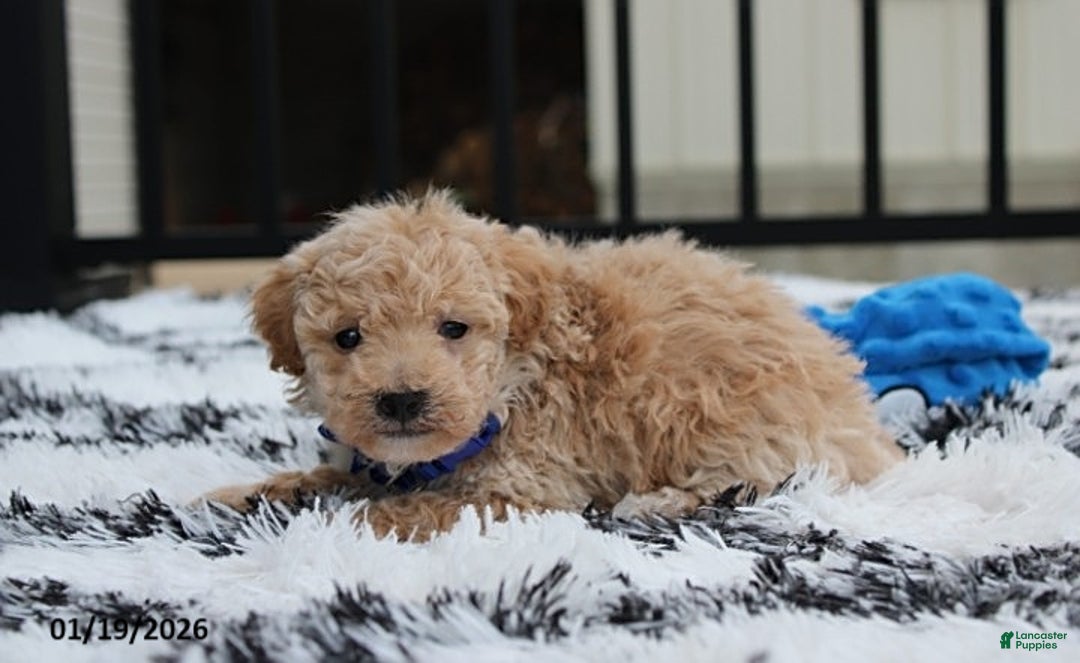 Bichpoo dogs for sale: Rolo - Ad 7