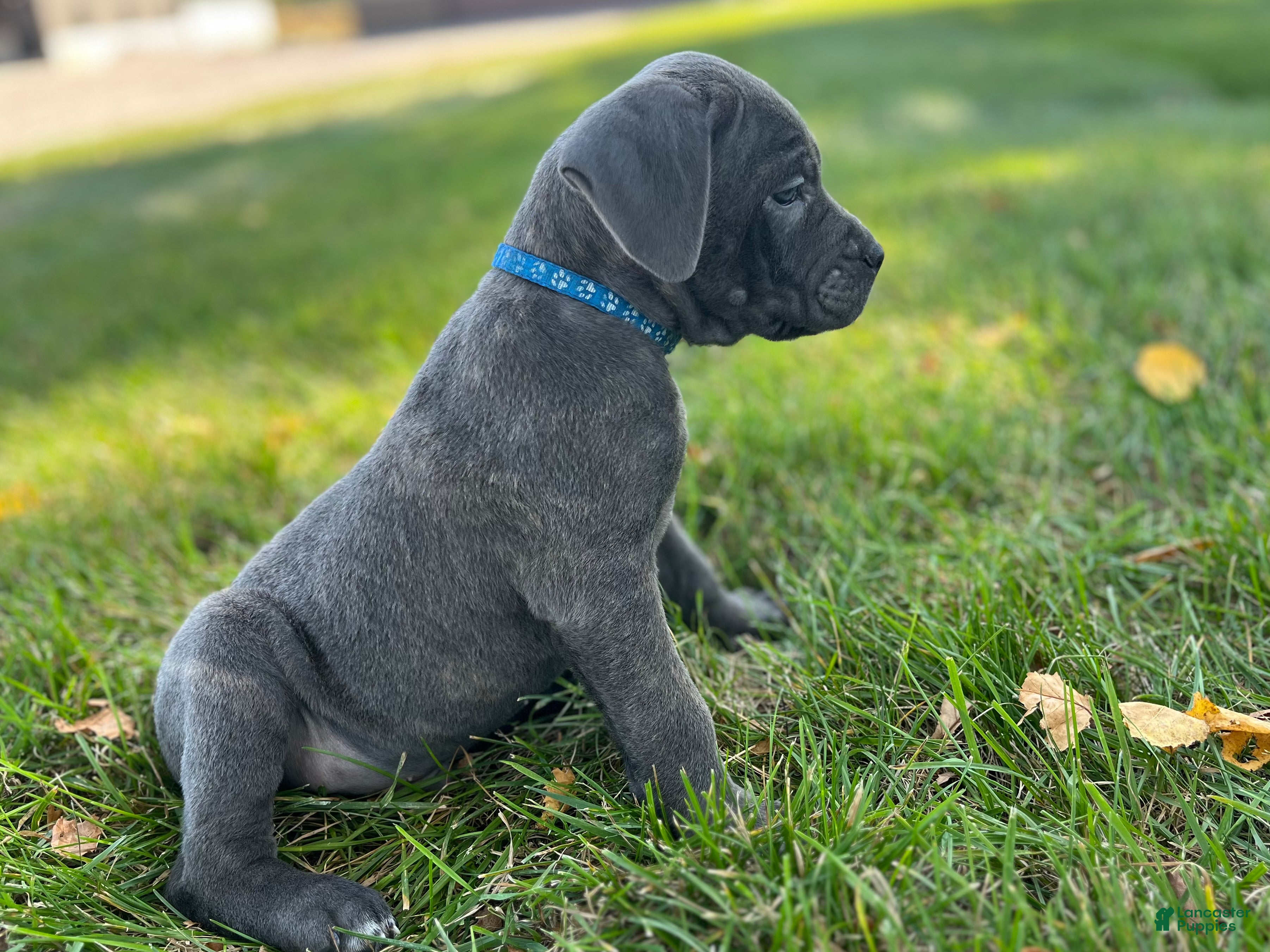 Cane Corso dogs Shane - Ad 1