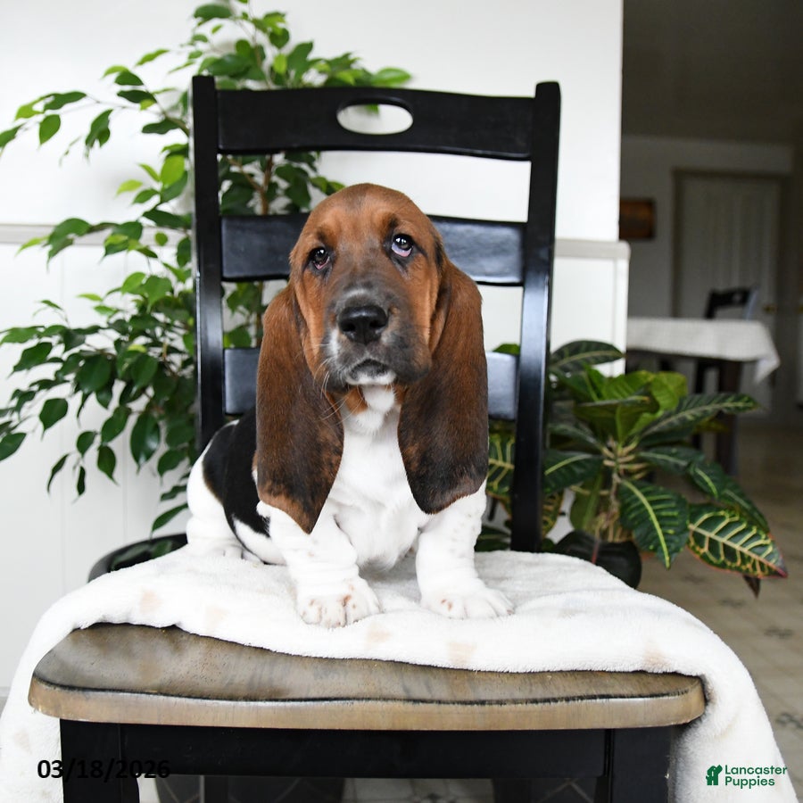 Basset Hound dogs Jasper - Ad 1