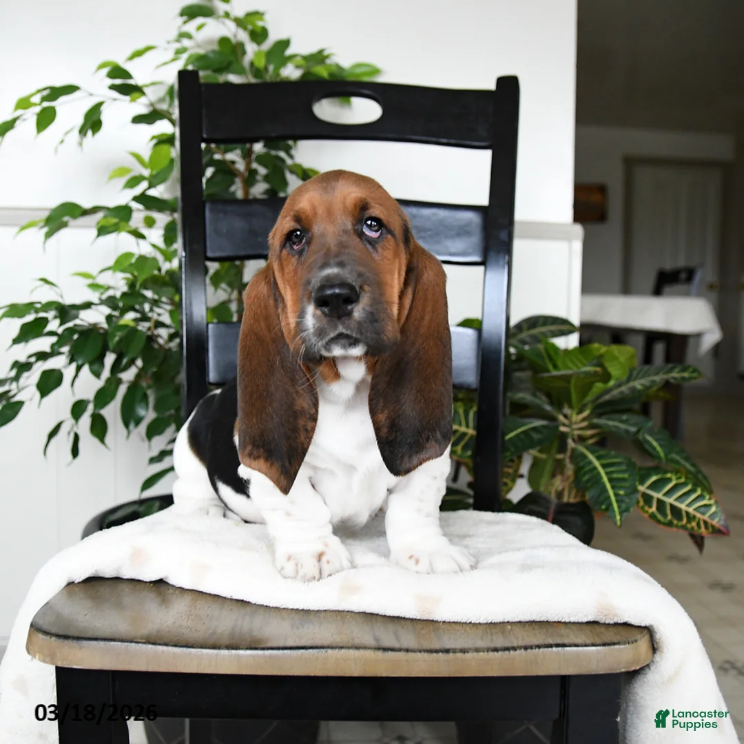 Basset Hound dogs for sale: Jasper - Ad 1