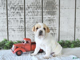 Mini Hippo dogs Destiny - Ad 6