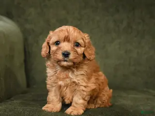 Cockapoo dogs for sale: Hazel - Ad 2