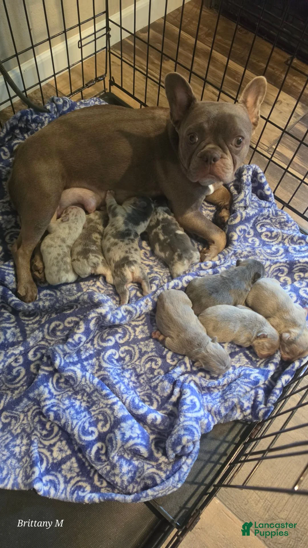 French Bulldog dogs for sale: French Bulldog 6 - Ad 9