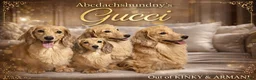Miniature Dachshund dogs for sale: Cream - Ad 9