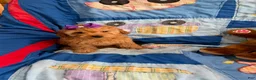 Goldendoodle dogs for sale: Princess Petite Goldendoodle - Ad 2