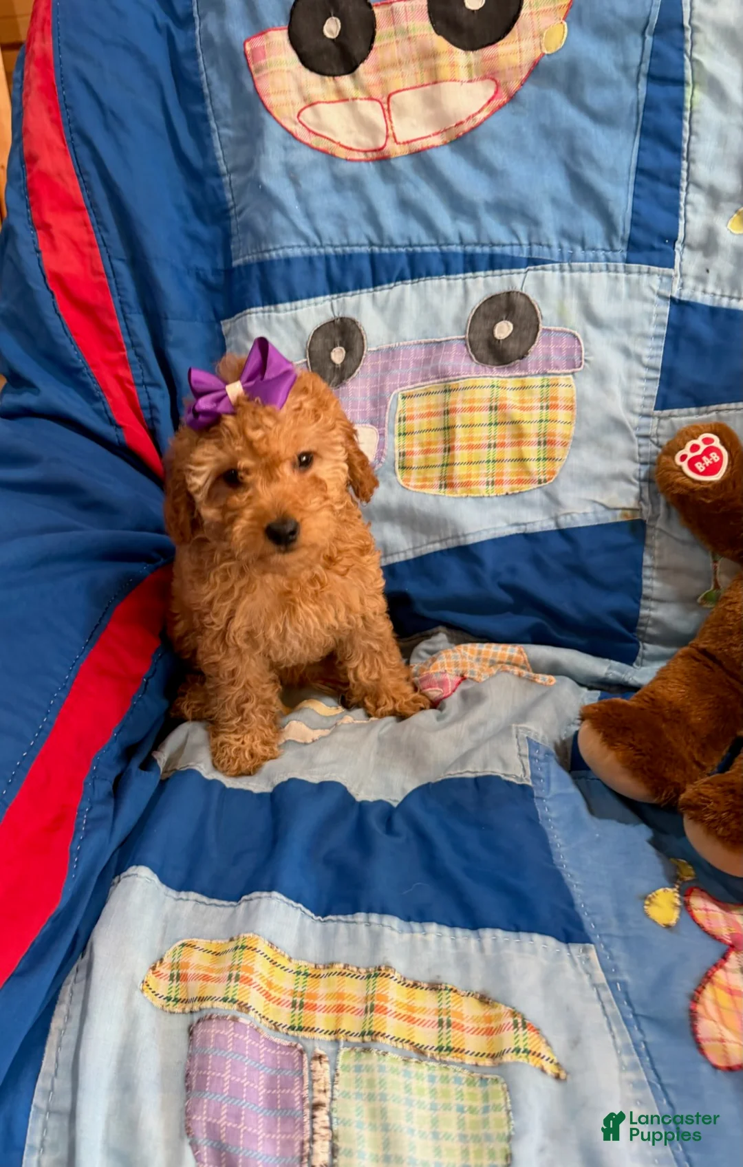 Goldendoodle dogs for sale: Princess Petite Goldendoodle - Ad 2