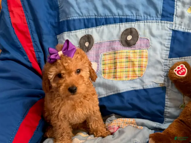 Goldendoodle dogs for sale: Princess Petite Goldendoodle - Ad 2