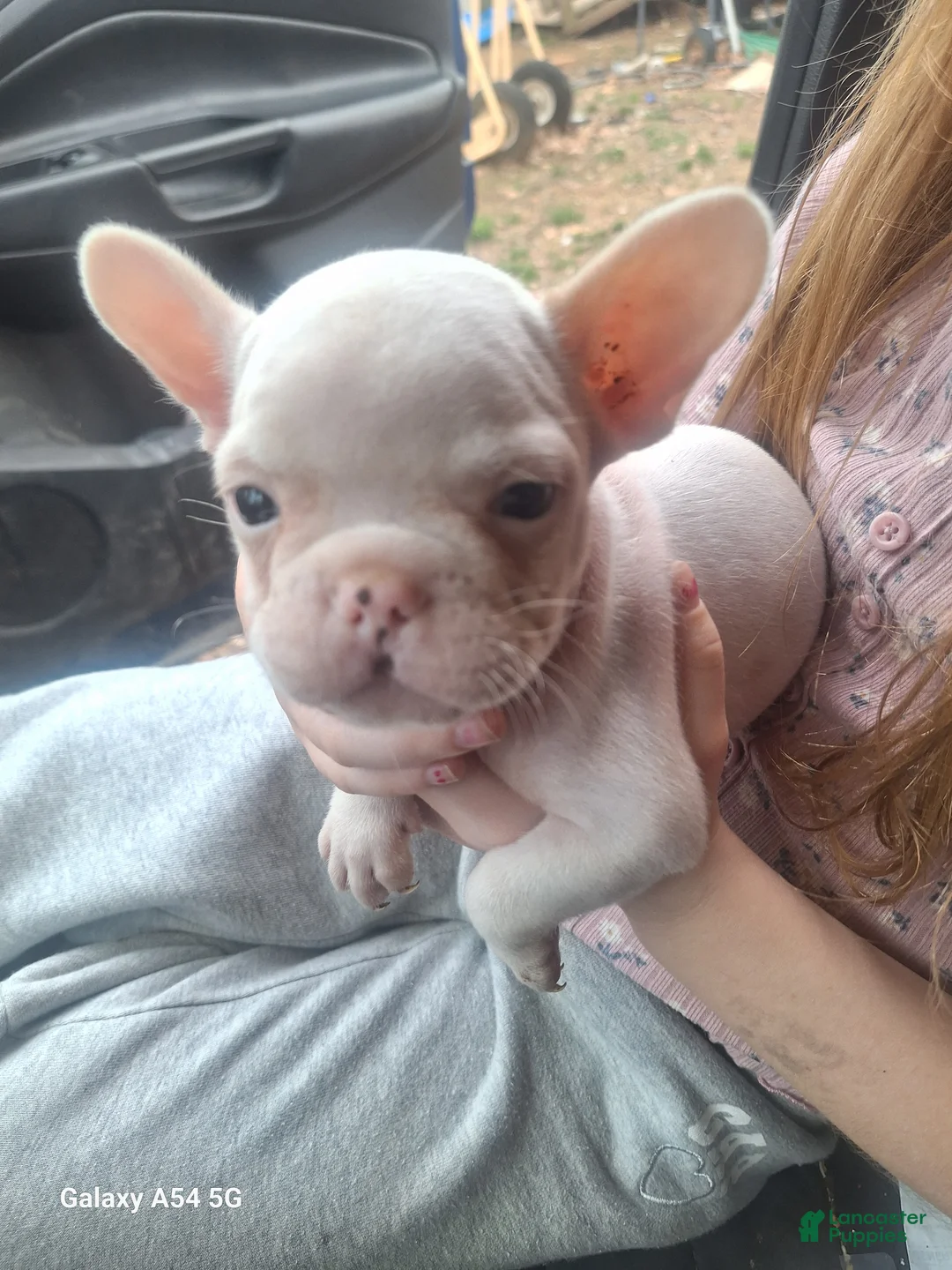 French Bulldog dogs for sale:  Puppy 3 - Ad 1