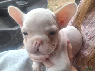 French Bulldog dogs Puppy 3 - Ad 42