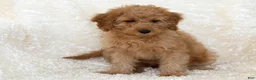 Goldendoodle dogs for sale: Muffin - Ad 8