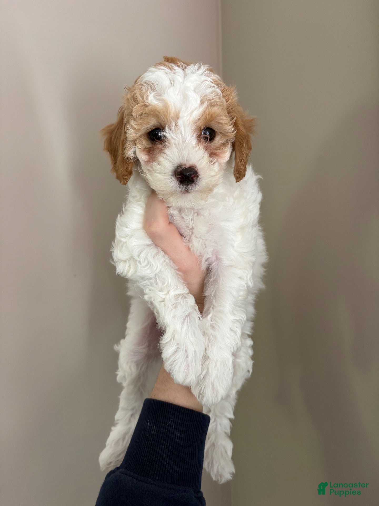 Cavapoo dogs for sale: Sadie  - Ad 28