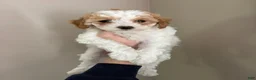 Cavapoo dogs for sale: Sadie  - Ad 1