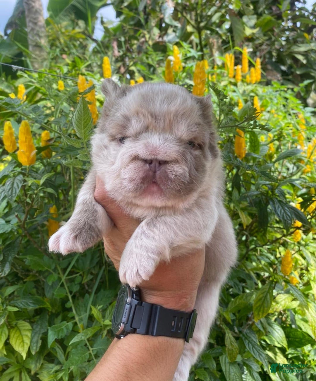 French Bulldog dogs for sale: John Snow - Ad 1