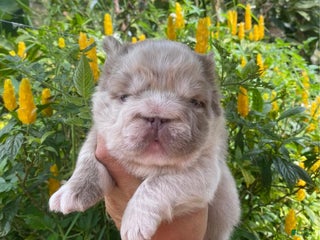 French Bulldog dogs John Snow - Ad 3