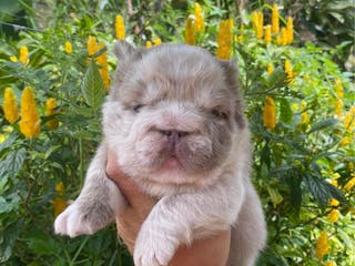 French Bulldog dogs John Snow - Ad 2